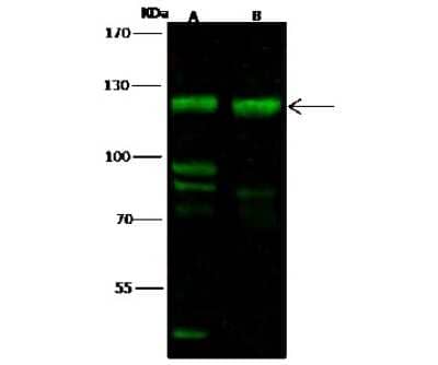 Western Blot: FBXO11 Antibody [NBP2-98996]