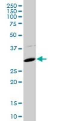 Western Blot: FBXO2 Antibody [H00026232-B01P]