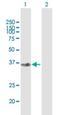 Western Blot: FBXO2 Antibody [H00026232-B01P]