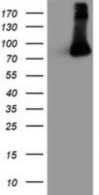 Western Blot: FBXO21 Antibody (OTI2C7)Azide and BSA Free [NBP2-71711]