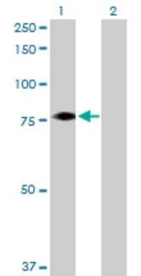 Western Blot: FBXO21 Antibody [H00023014-B01P]