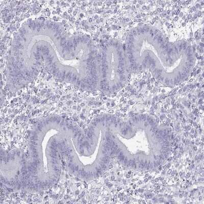 Immunohistochemistry-Paraffin: FBXO24 Antibody [NBP2-47457]