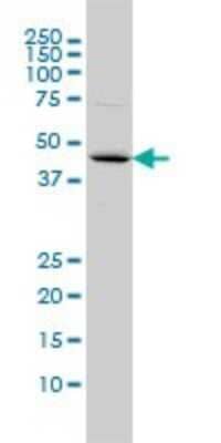 Western Blot: FBXO25 Antibody (2F1) [H00026260-M01]