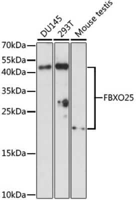 Western Blot: FBXO25 AntibodyAzide and BSA Free [NBP3-04721]