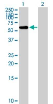 Western Blot: FBXO3 Antibody [H00026273-B01P]