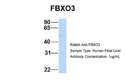 Western Blot: FBXO3 Antibody [NBP1-55046]