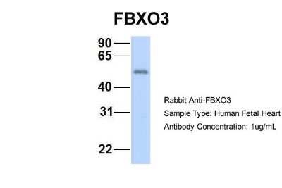 Western Blot: FBXO3 Antibody [NBP1-55046]