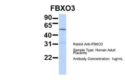 Western Blot: FBXO3 Antibody [NBP1-55046]