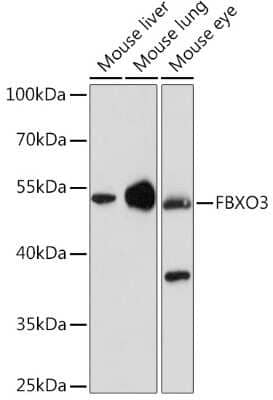 Western Blot: FBXO3 AntibodyAzide and BSA Free [NBP3-04560]