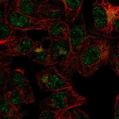 Immunocytochemistry/ Immunofluorescence: FBXO31 Antibody [NBP1-83916]