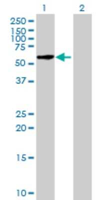 Western Blot: FBXO33 Antibody [H00254170-B01P]