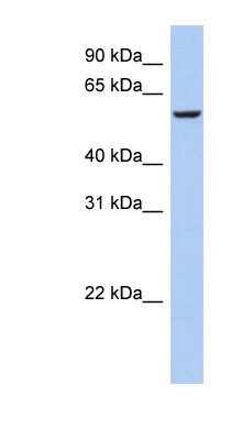 Western Blot: FBXO33 Antibody [NBP1-57619]