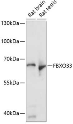 Western Blot: FBXO33 AntibodyAzide and BSA Free [NBP3-04977]