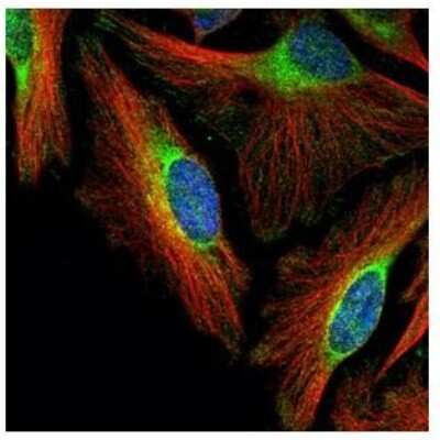 Immunocytochemistry/ Immunofluorescence: FBXO4 Antibody [NBP2-16450]