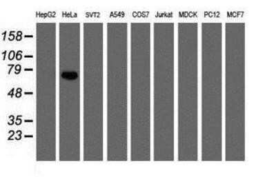Western Blot: FBXO42 Antibody (OTI2G7)Azide and BSA Free [NBP2-71958]