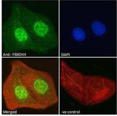 Immunocytochemistry/ Immunofluorescence: FBXO44 Antibody [NBP1-51915]