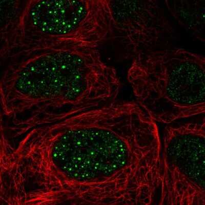 Immunocytochemistry/ Immunofluorescence: FBXO48 Antibody [NBP2-55684]