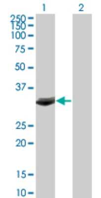 Western Blot: FBXO6 Antibody (3F10) [H00026270-M01]