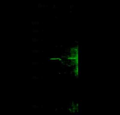 Western Blot: FBXO6 Antibody [NBP2-98796]