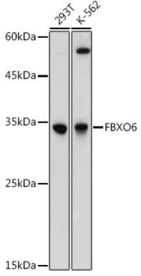 Western Blot: FBXO6 AntibodyBSA Free [NBP3-15332]