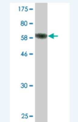 Western Blot: FBXO8 Antibody (2F11) [H00026269-M04]