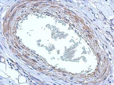 Immunohistochemistry-Paraffin: FBXO8 Antibody [NBP2-16453]