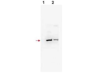 Western Blot: FBXW11 Antibody [NBP1-78060]