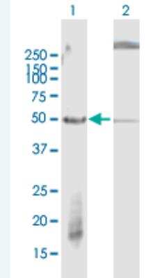 Western Blot: FBXW2 Antibody [H00026190-B01P-50ug]