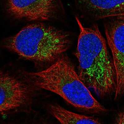 Immunocytochemistry/ Immunofluorescence: FBXW5 Antibody [NBP1-91892]