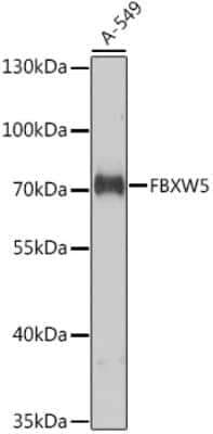 Western Blot: FBXW5 AntibodyAzide and BSA Free [NBP3-04806]