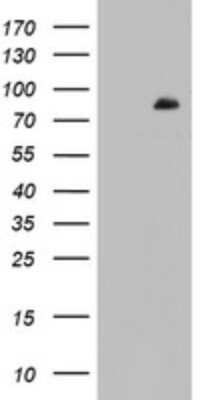 Western Blot: FBXW7/Cdc4 Antibody (OTI6F5) [NBP2-45623]