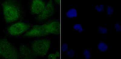Immunocytochemistry/ Immunofluorescence: FBXW7/Cdc4 Antibody [NBP2-89145]