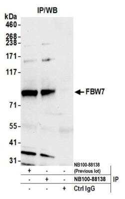 Immunoprecipitation: FBXW7/Cdc4 Antibody [NB100-88138]