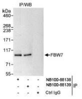 Immunoprecipitation: FBXW7/Cdc4 Antibody [NB100-88139]