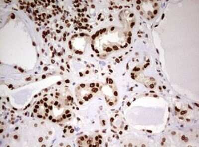 Immunohistochemistry: FBXW7/Cdc4 Antibody (OTI6F5) - Azide and BSA Free [NBP2-71995]