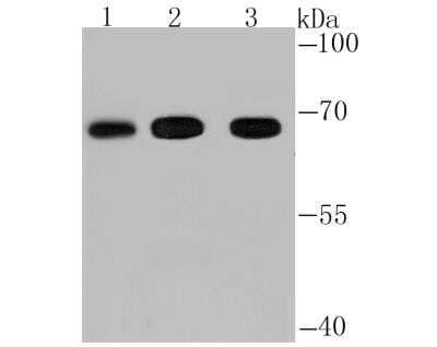 Western Blot: FBXW7/Cdc4 Antibody [NBP2-89145]