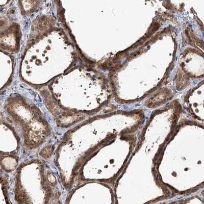 Immunohistochemistry-Paraffin: FBXW8 Antibody [NBP1-84715]