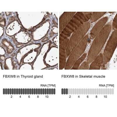 Immunohistochemistry-Paraffin: FBXW8 Antibody [NBP1-84715]