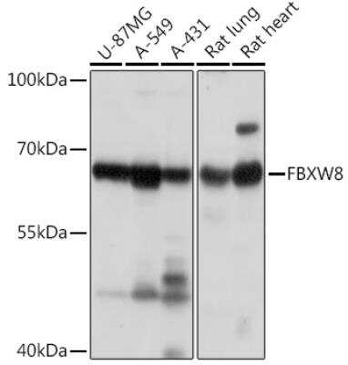 Western Blot: FBXW8 AntibodyAzide and BSA Free [NBP2-94072]