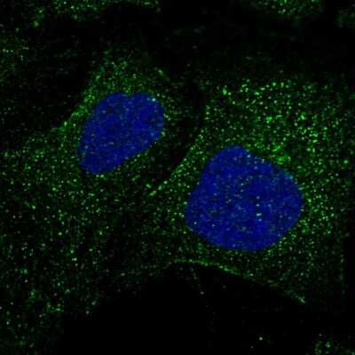 Immunocytochemistry/ Immunofluorescence: FBXW9 Antibody [NBP1-84714]