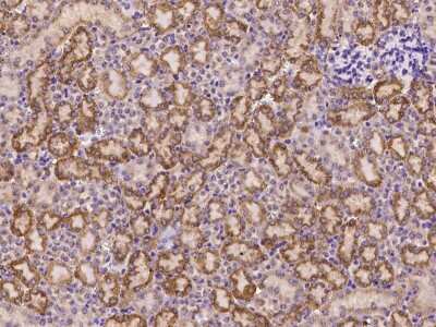 Immunohistochemistry-Paraffin: FCAMR Antibody [NBP2-99555]