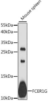 Western Blot: FCER1G AntibodyAzide and BSA Free [NBP3-04822]