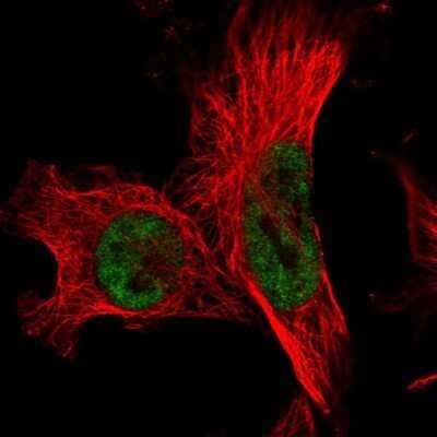 Immunocytochemistry/ Immunofluorescence: FCF1 Antibody [NBP1-91893]