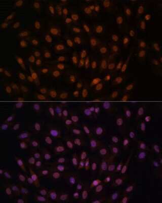 Immunocytochemistry/ Immunofluorescence: FCF1 Antibody - Azide and BSA Free [NBP3-04075]