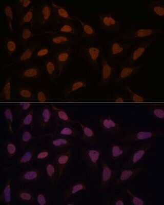 Immunocytochemistry/ Immunofluorescence: FCF1 Antibody - Azide and BSA Free [NBP3-04075]