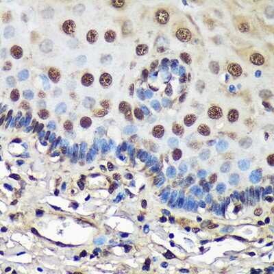 Immunohistochemistry-Paraffin: FCF1 Antibody - Azide and BSA Free [NBP3-04075]