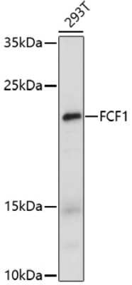 Western Blot: FCF1 AntibodyAzide and BSA Free [NBP3-04075]