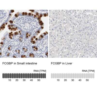 Immunohistochemistry-Paraffin: FCGBP Antibody [NBP1-90461]