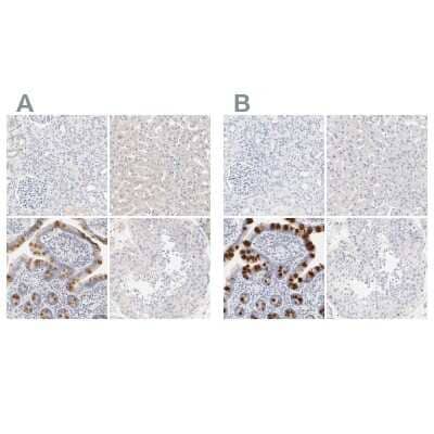Immunohistochemistry-Paraffin: FCGBP Antibody [NBP1-90462]