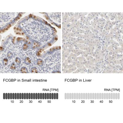 Immunohistochemistry-Paraffin: FCGBP Antibody [NBP1-90462]